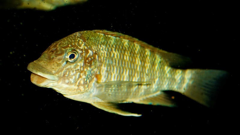 Petrochromis sp. 'texas' Mahale Mountains NP
